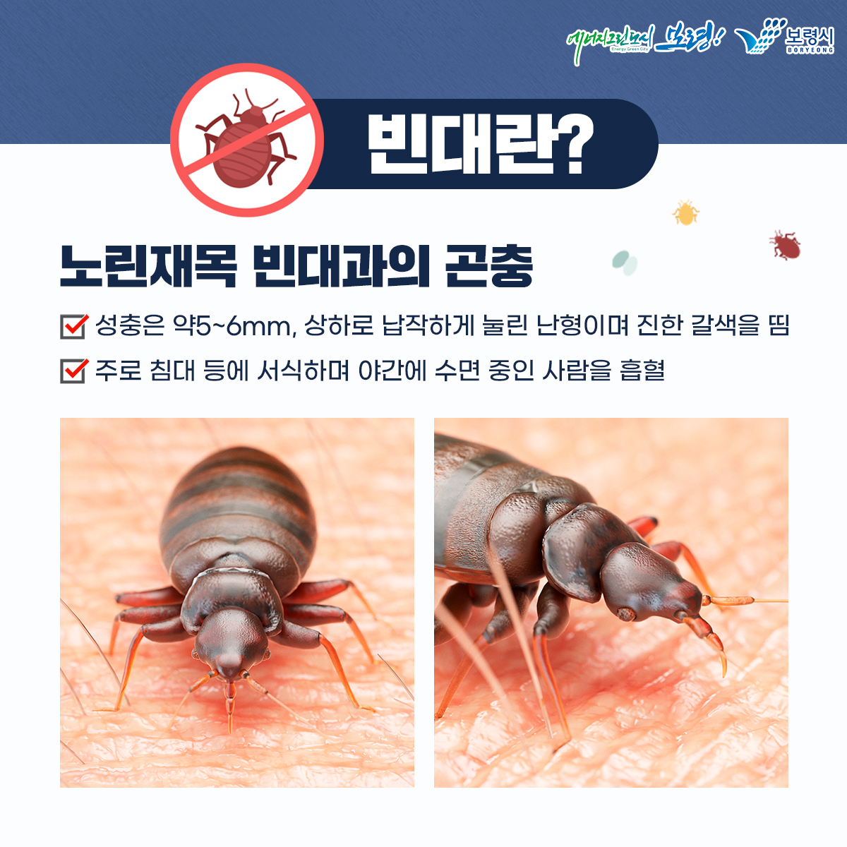 빈대란? 노린재목 빈대과의 곤충 성충은 약5~6mm, 상하로 납작하게 눌린 난형이며 진한 갈색을 띰, 주로 침대 등에 서식하며 야간에 수면중인 사람을 흡혈