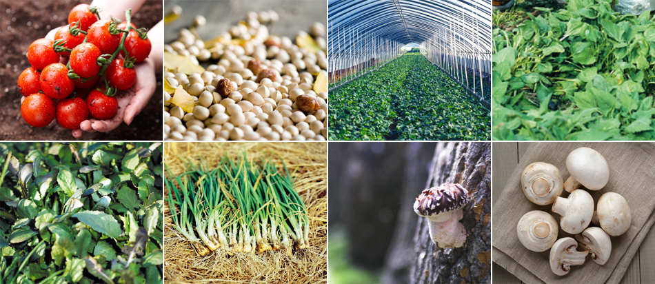 Agricultural Product [photo]