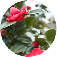 Flower of City Camellia